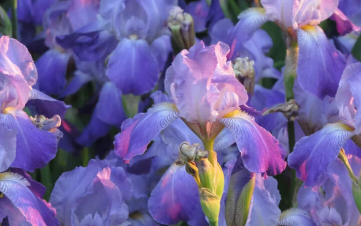 Flores y frutos con I: nombres y ejemplos