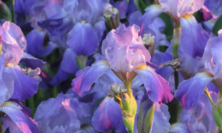 Flores y frutos con I: nombres y ejemplos