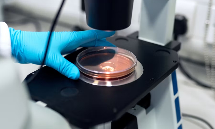 Ramas de la biología: cuáles son y qué estudia cada una